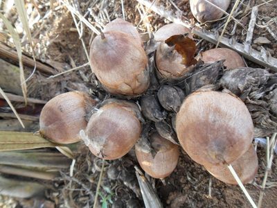 Attalea exigua, photographed by Márcia Martins