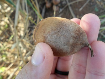 Attalea exigua, photographed by Márcia Martins