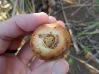 Attalea exigua, photographed by Márcia Martins