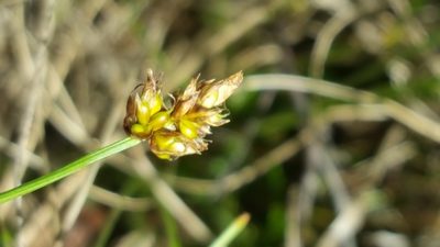 Carex chordorrhiza, photographed by Norma Malinowski