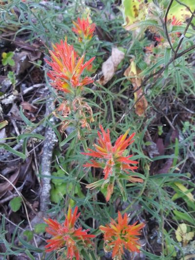 Castilleja pruinosa, photographed by Rolando