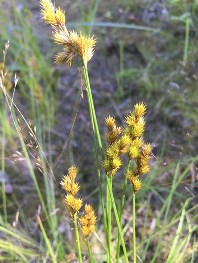 Carex crawfordii, photographed by Jason Grant