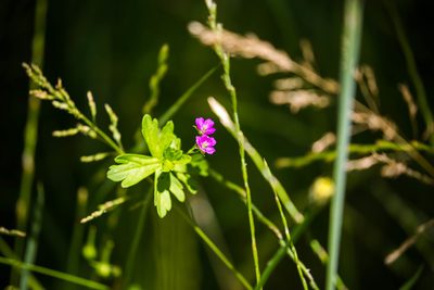 Geranium core-core, photographed by Melissa McMasters