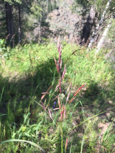 Bromus pumpellianus, photographed by Jason Grant