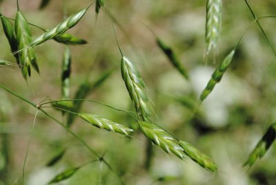 Bromus commutatus, photographed by Zihao Wang