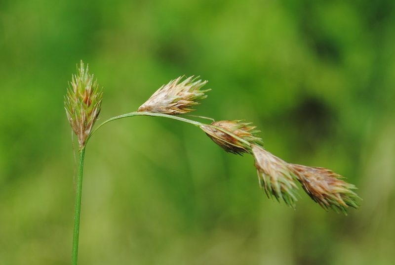 Carex hormathodes, photographed by Zihao Wang
