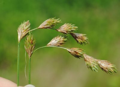 Carex hormathodes, photographed by Zihao Wang