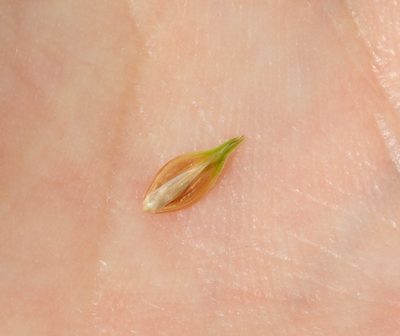 Carex hormathodes, photographed by Zihao Wang