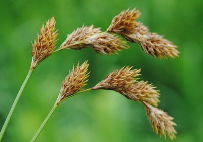 Carex hormathodes, photographed by Zihao Wang