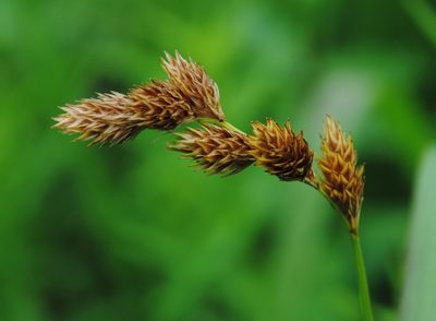 Carex hormathodes, photographed by Zihao Wang