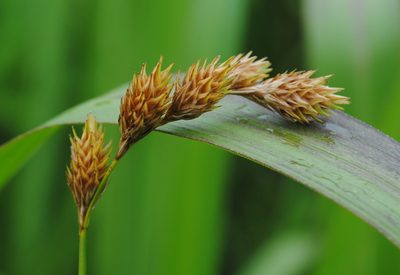 Carex hormathodes, photographed by Zihao Wang