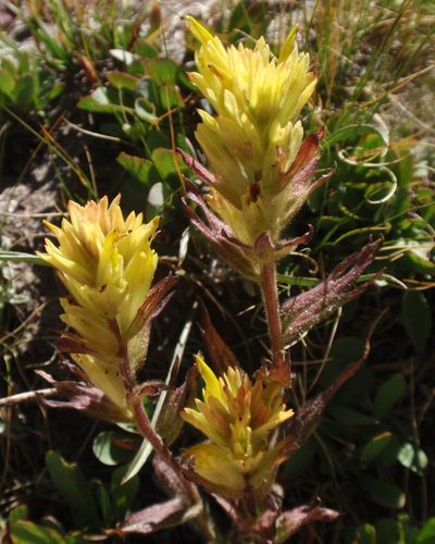Castilleja peirsonii, photographed by tomhilton
