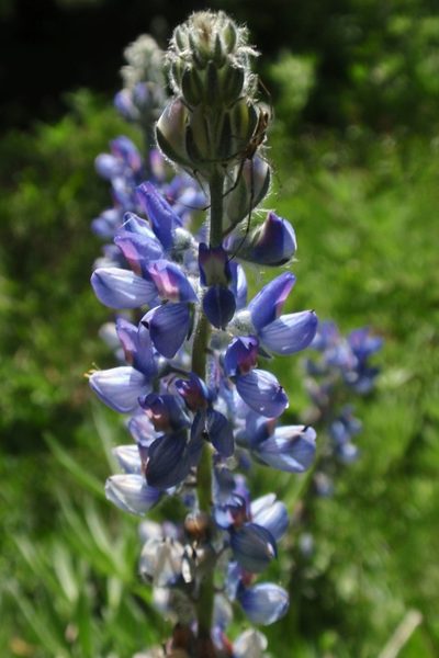 Lupinus covillei, photographed by tomhilton