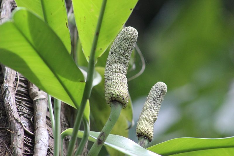 Rhaphidophora australasica, photographed by Zoltán Stekkelpak