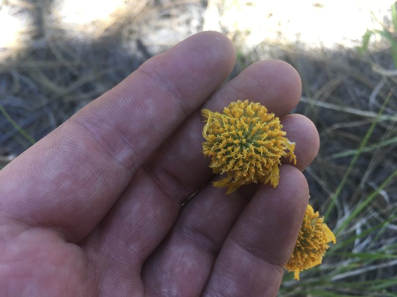 Hymenoxys bigelovii, photographed by Trystan Harpold