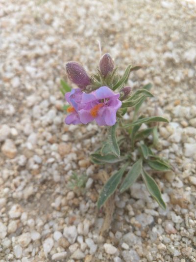 Penstemon janishiae, photographed by Alix Kosmala