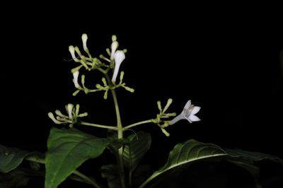 Palicourea galeottiana, photographed by Alan Rockefeller