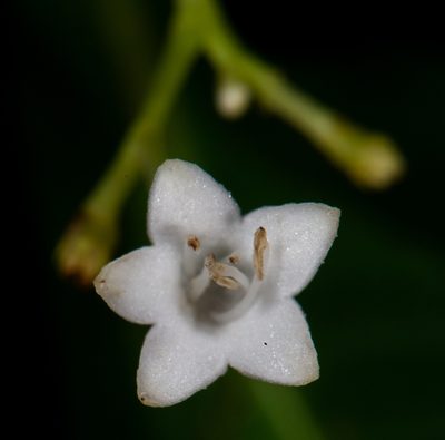 Palicourea galeottiana, photographed by Alan Rockefeller