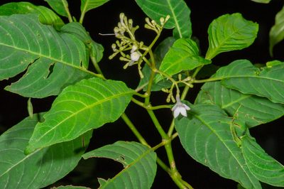 Palicourea galeottiana, photographed by Alan Rockefeller