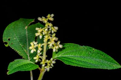 Miconia chrysoneura, photographed by Alan Rockefeller