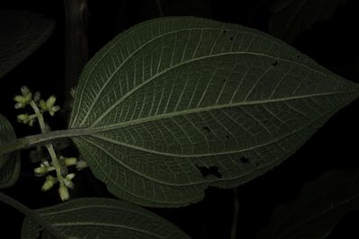 Miconia chrysoneura, photographed by Alan Rockefeller