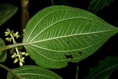 Miconia chrysoneura, photographed by Alan Rockefeller