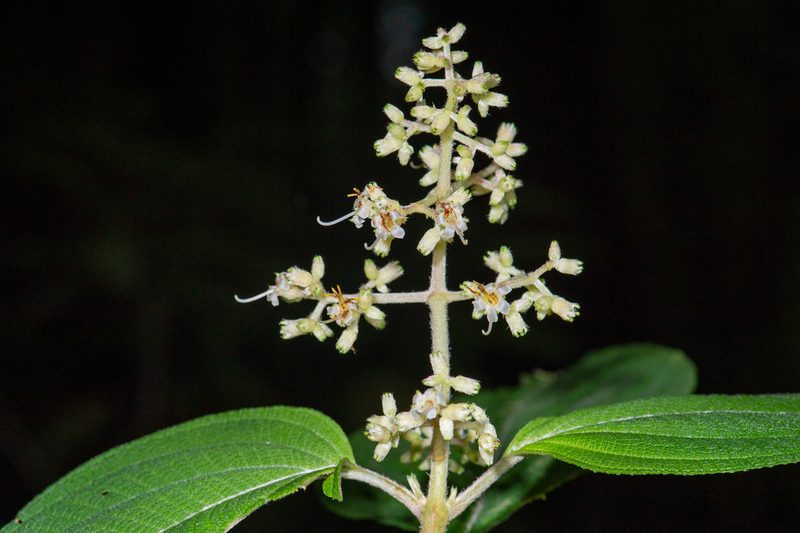 Miconia chrysoneura, photographed by Alan Rockefeller