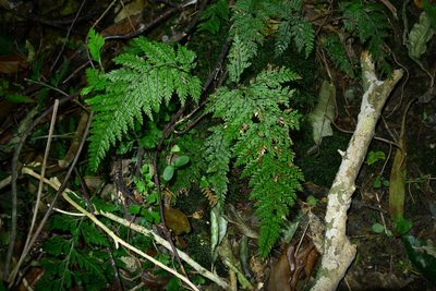 Dennstaedtia novae, photographed by Sarah Richardson