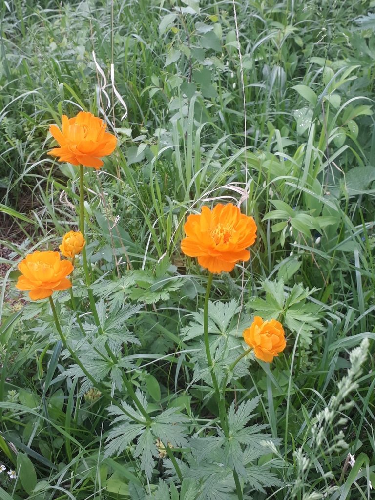 Trollius altaicus, photographed by Кристина Медведева