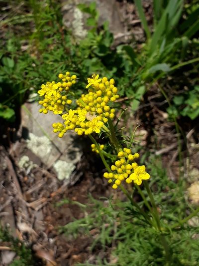 Patrinia intermedia, photographed by Кристина Медведева