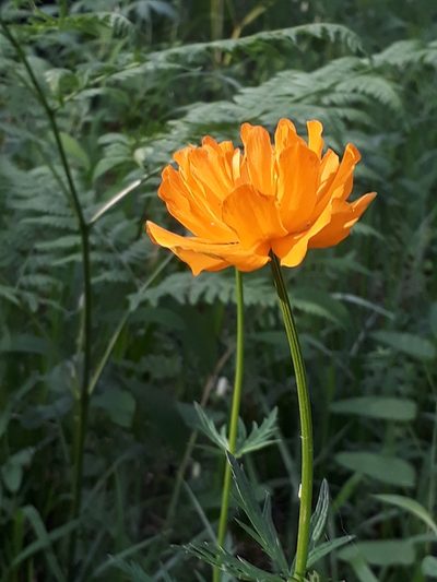 Trollius altaicus, photographed by Кристина Медведева