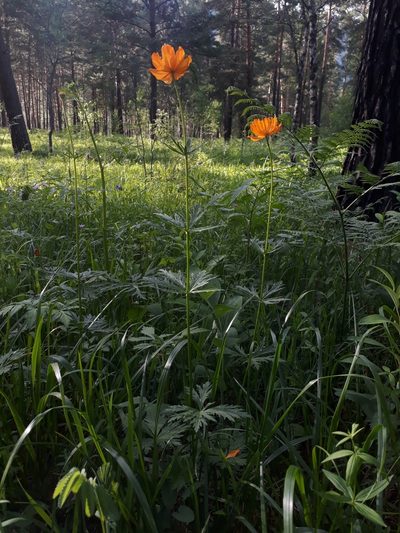Trollius altaicus, photographed by Кристина Медведева
