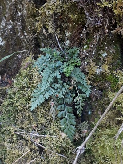 Asplenium altajense, photographed by Кристина Медведева