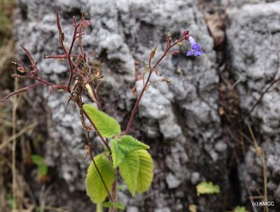 Streptocarpus hilsenbergii, photographed by Romer N. Rabarijaona