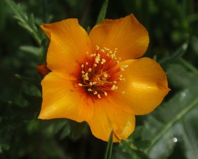 Mentzelia pectinata, photographed by tomhilton