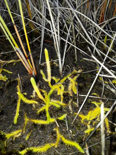 Brownseya serpentina, photographed by Leon Perrie