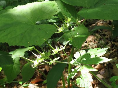 Geranium platyanthum, photographed by Repina Tatyana