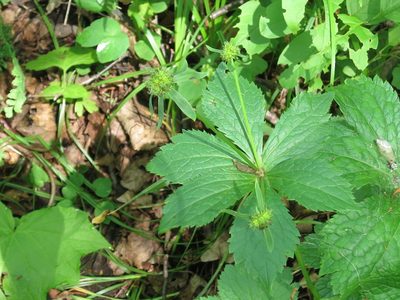 Sanicula rubriflora, photographed by Repina Tatyana