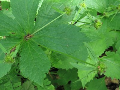 Sanicula rubriflora, photographed by Repina Tatyana
