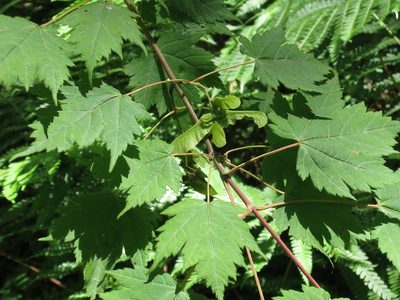 Acer barbinerve, photographed by Repina Tatyana