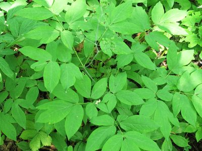 Caulophyllum robustum, photographed by Repina Tatyana