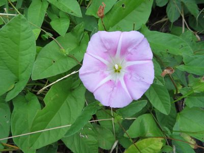 Calystegia pubescens, photographed by Marco Mussita