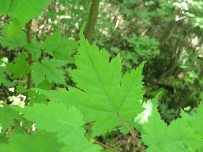 Acer barbinerve, photographed by Repina Tatyana