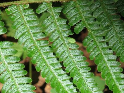Dryopteris crassirhizoma, photographed by Repina Tatyana