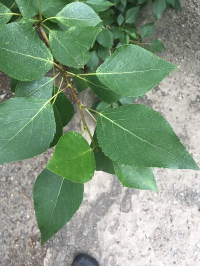 Populus laurifolia, photographed by Rose Zappa