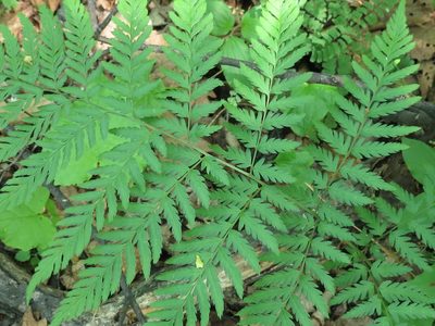 Dryopteris goeringiana, photographed by Repina Tatyana