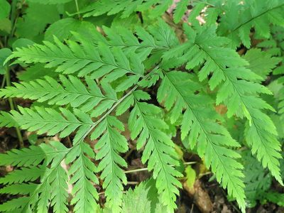 Dryopteris goeringiana, photographed by Repina Tatyana