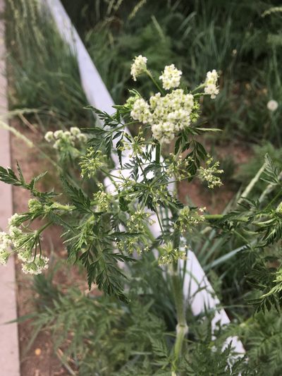 Sphallerocarpus gracilis, photographed by Rose Zappa