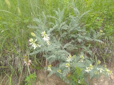 Astragalus drummondii, photographed by John Brew