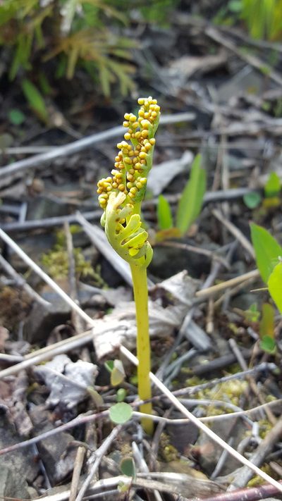 Botrychium campestre, photographed by Norma Malinowski